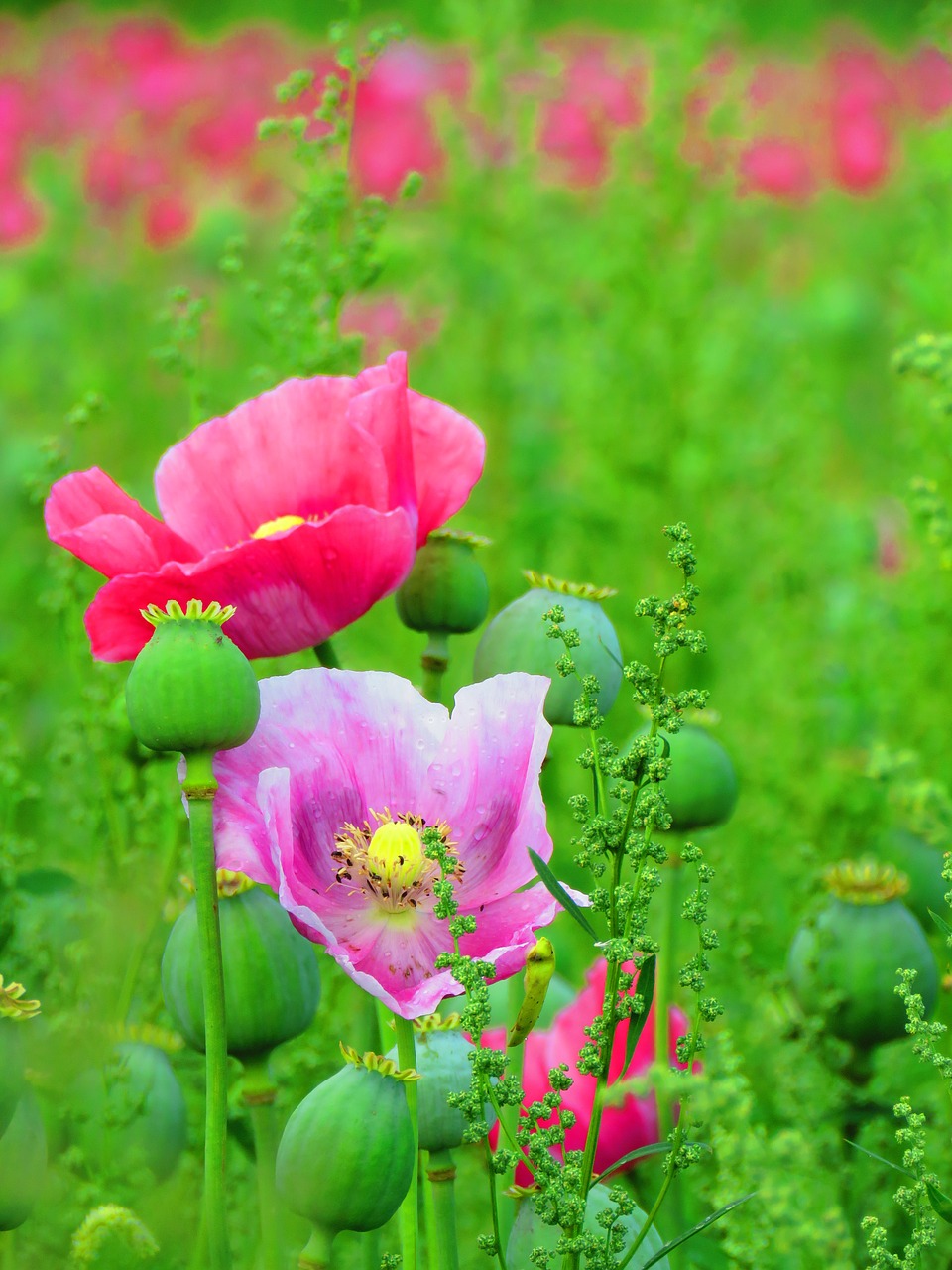 Image - poppy blossom bloom poppy flower