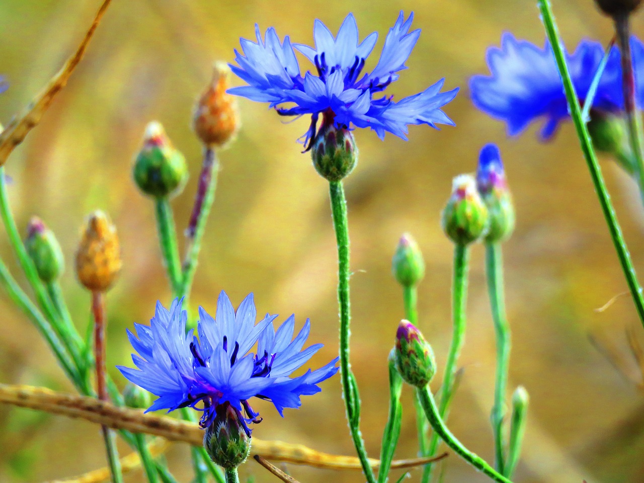 Image - cornflowers blue wild flower close