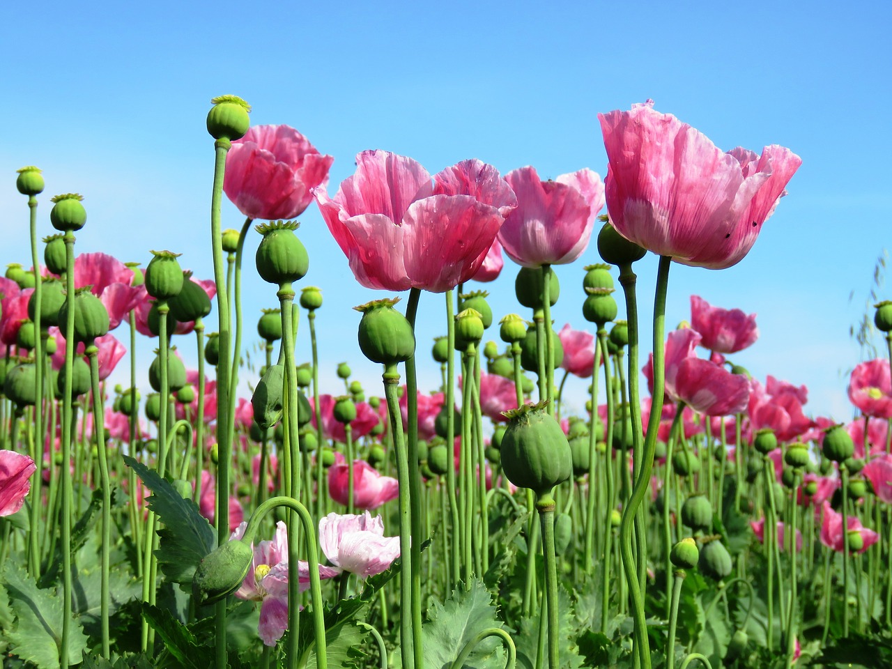 Image - poppy opium poppy pink mohngewaechs