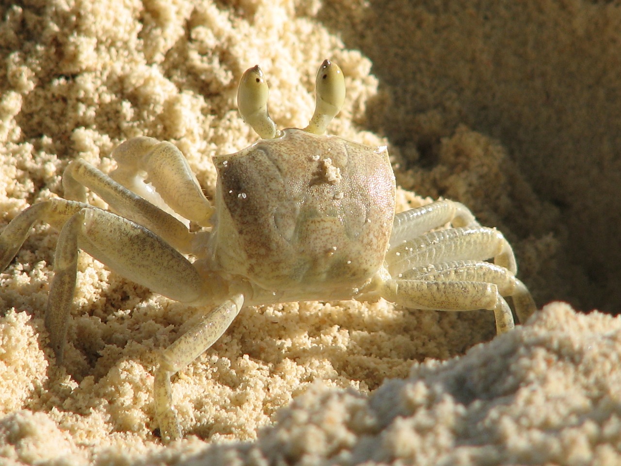 Image - crab crustacean pincer