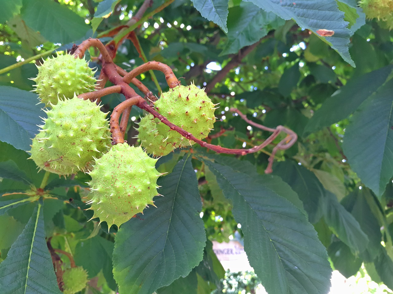 Image - chestnut tree plant nature