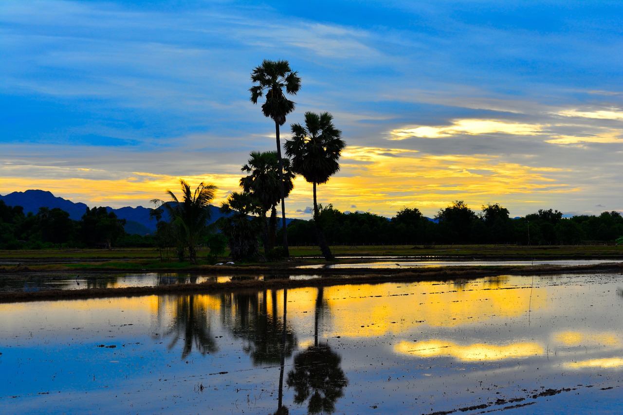 Image - sunset sugar palm silhouettes