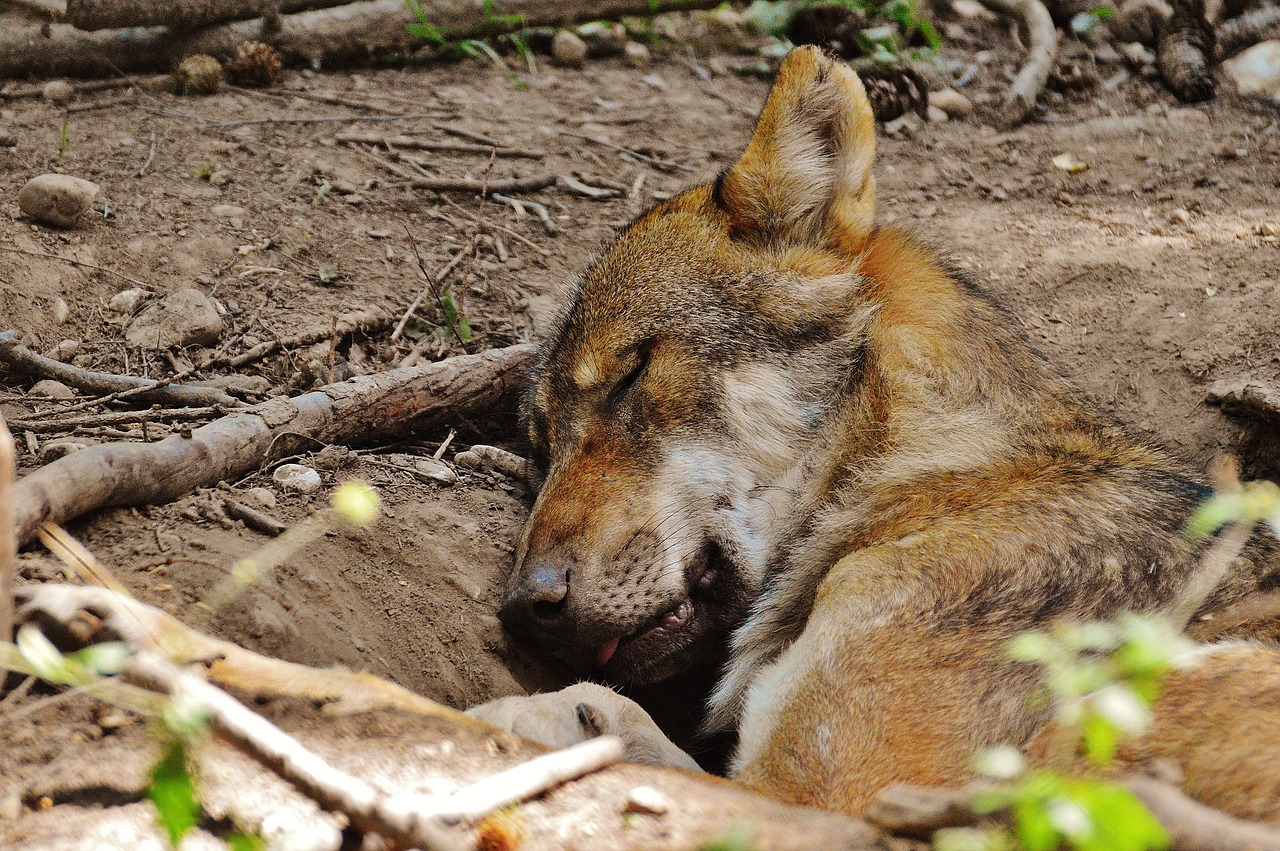 Image - wolf sleeping relaxed animal