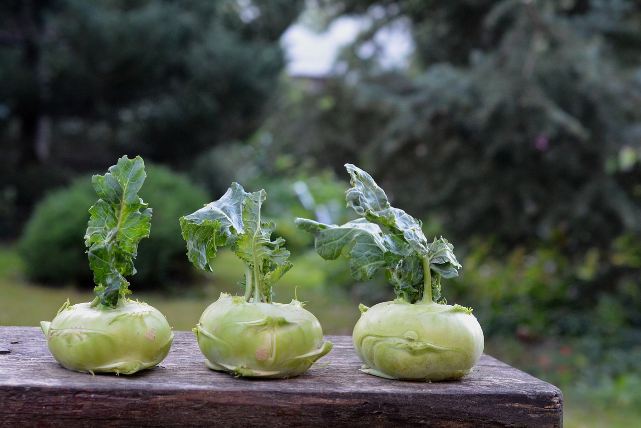 Image - chinese cabbage   kohlrabi kalarepka