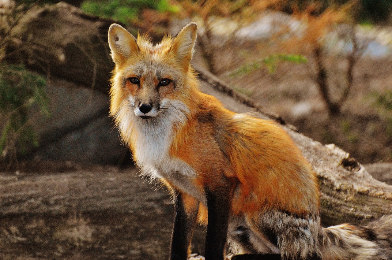Image - fuchs wild animal predator