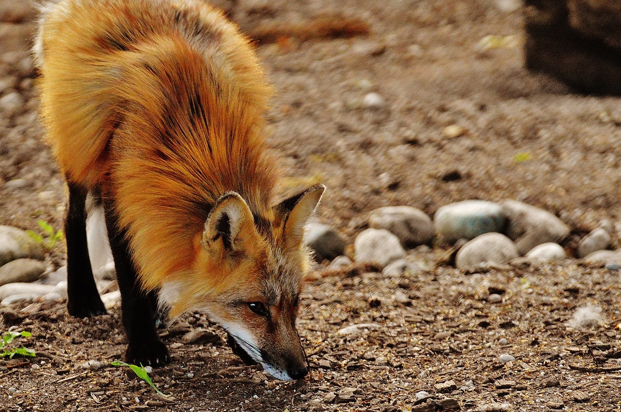 Image - fuchs wild animal predator