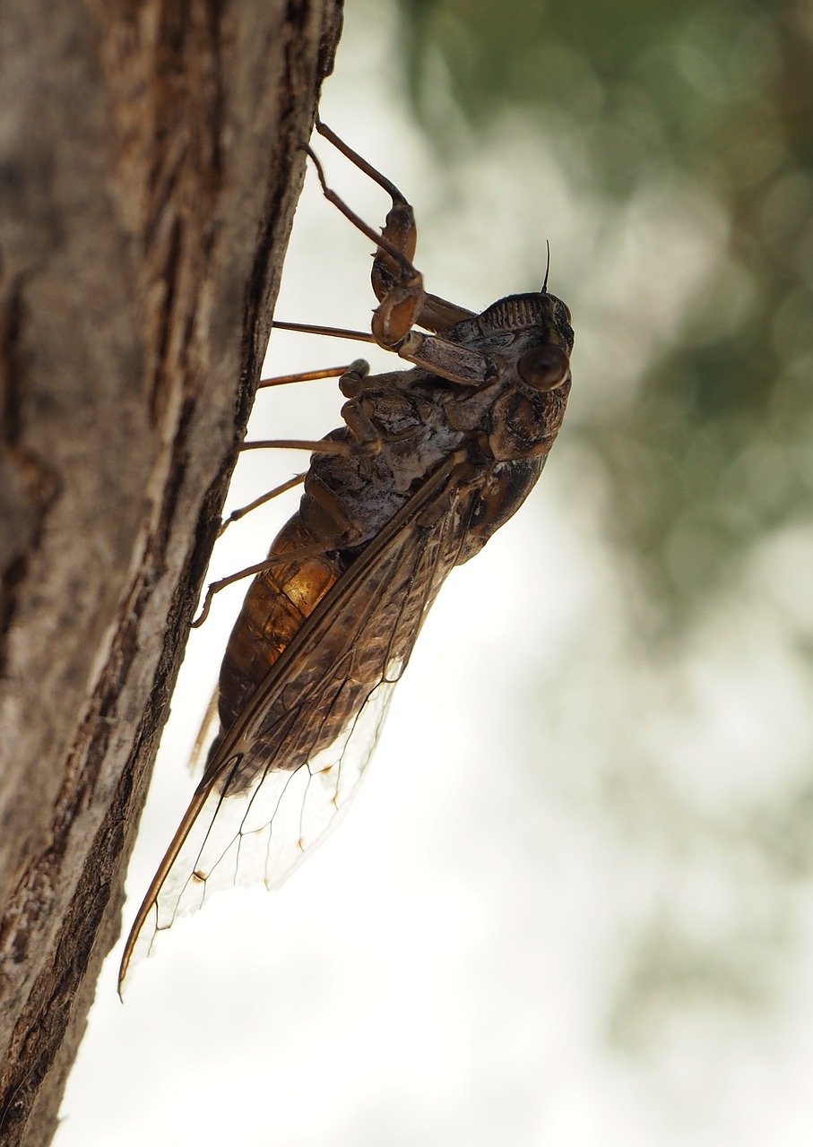 Image - cicada insect close tree