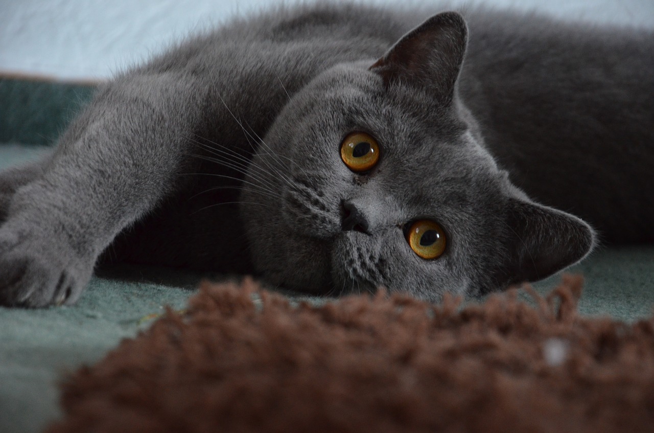 Image - british shorthair cat grey cute