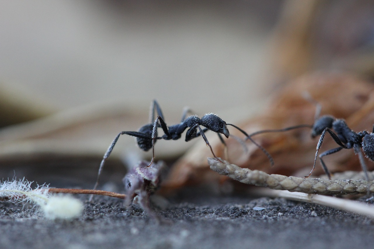 Image - ants insect garden