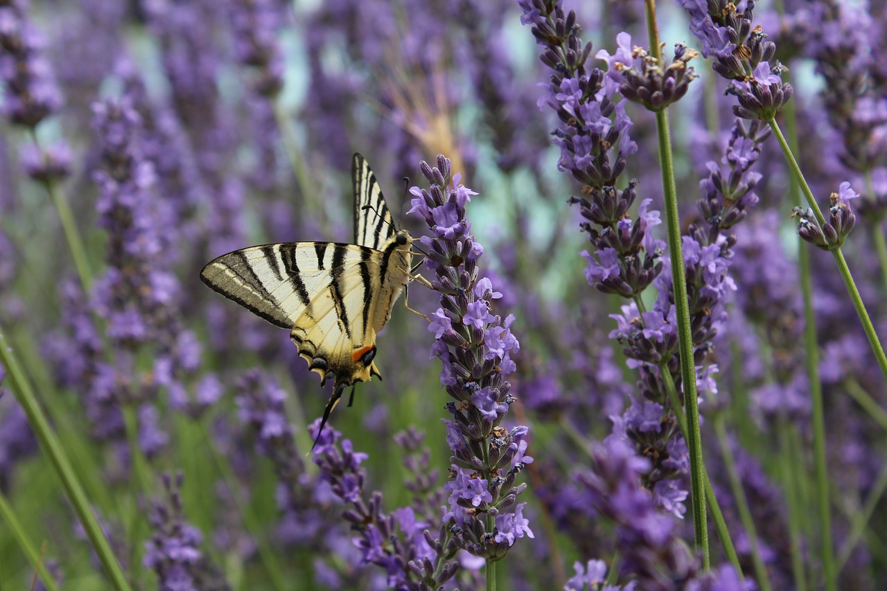 Image - butterfly fly flower perched