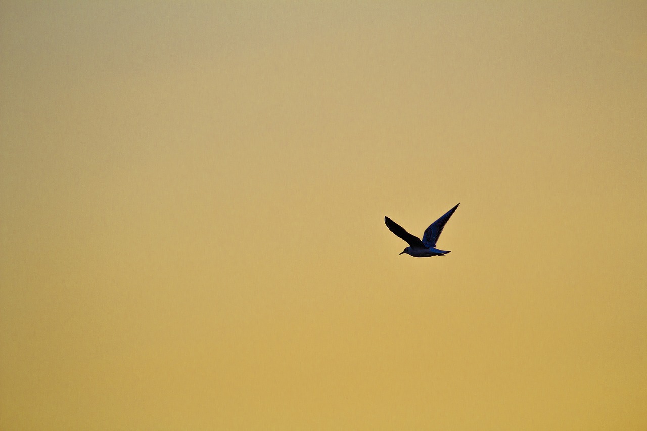 Image - bird bird in the sky seagull