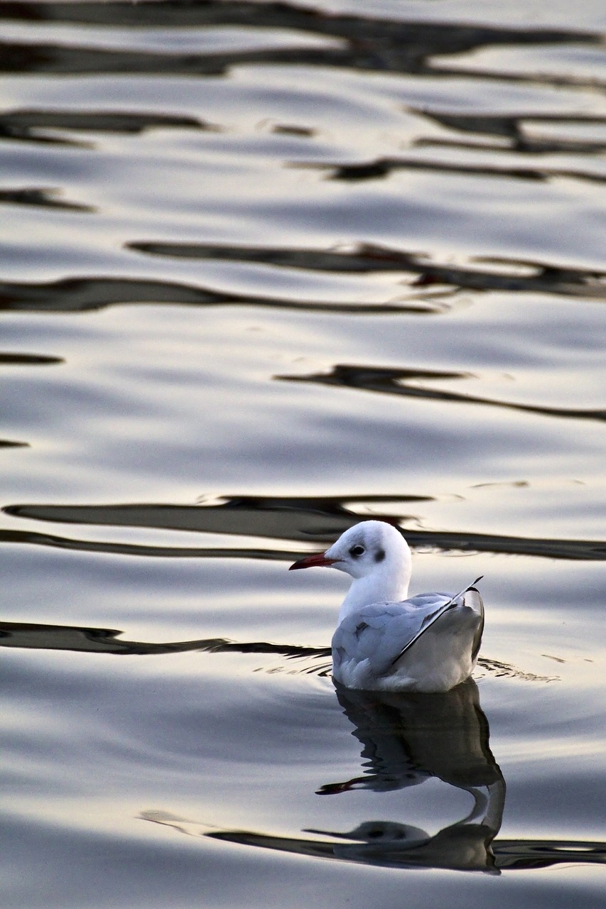 Image - seagull gull in the water bird