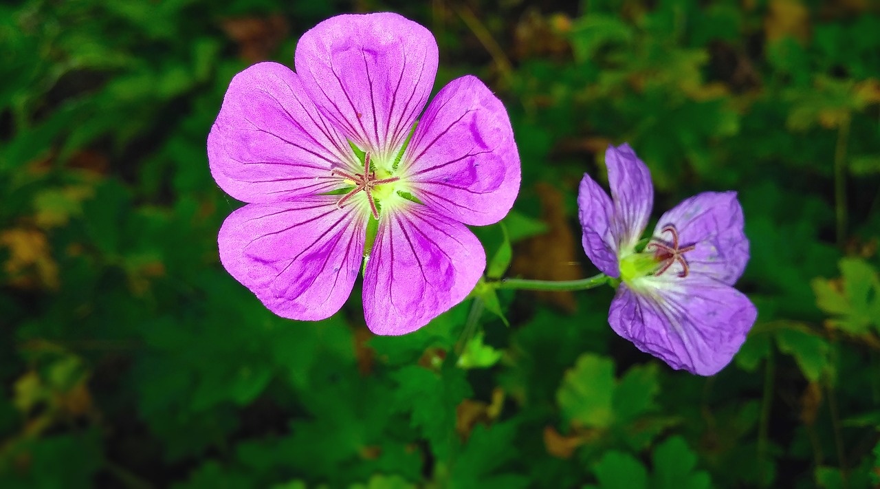 Image - flowers geranium geranium sanguineum