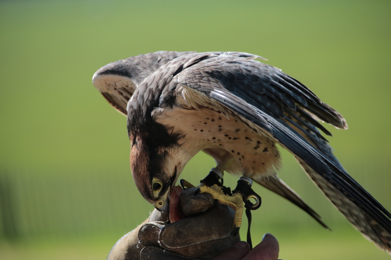 Image - lanner falcon bird falcon lanner