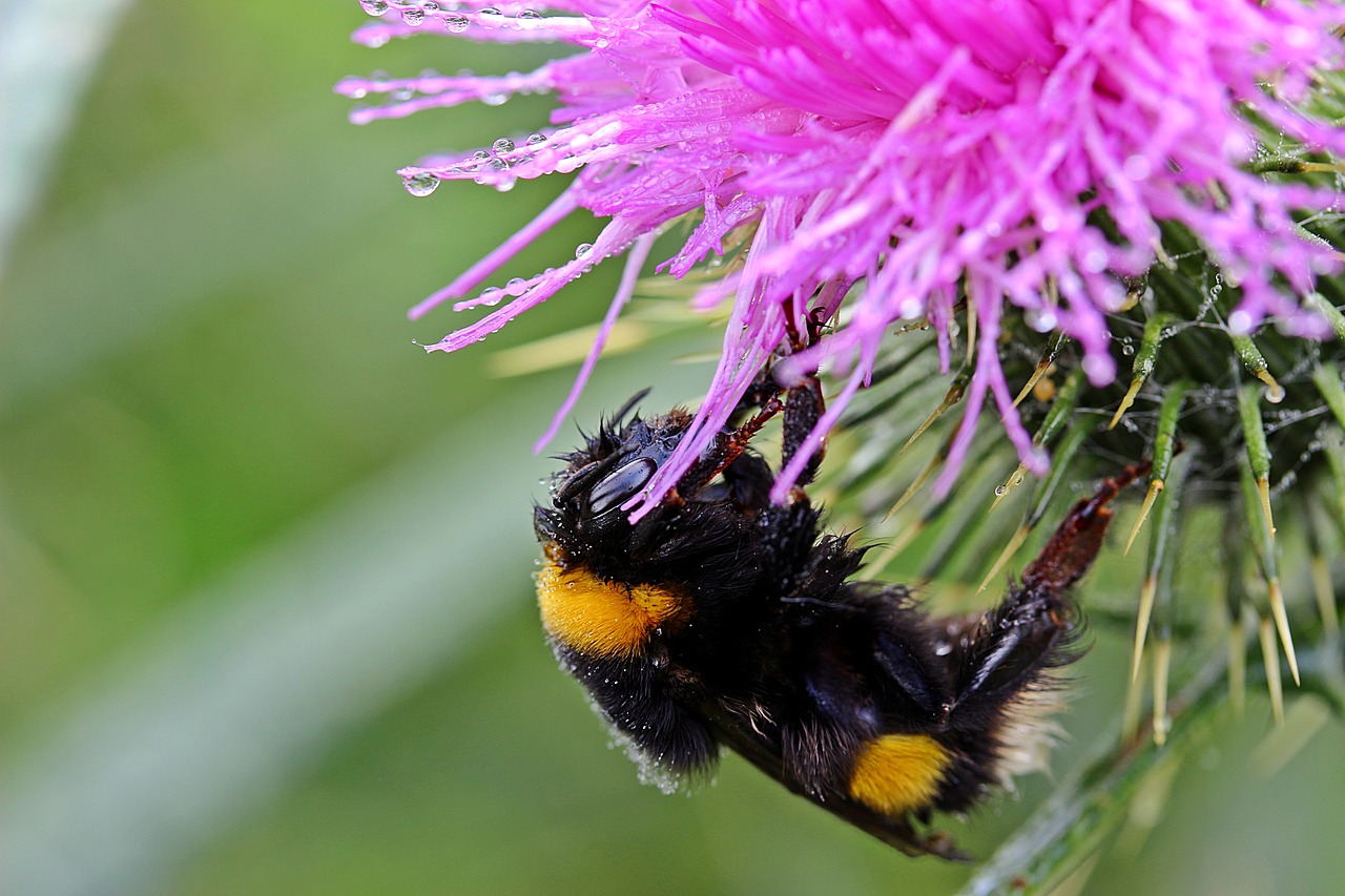 Image - hummel meadow hummel