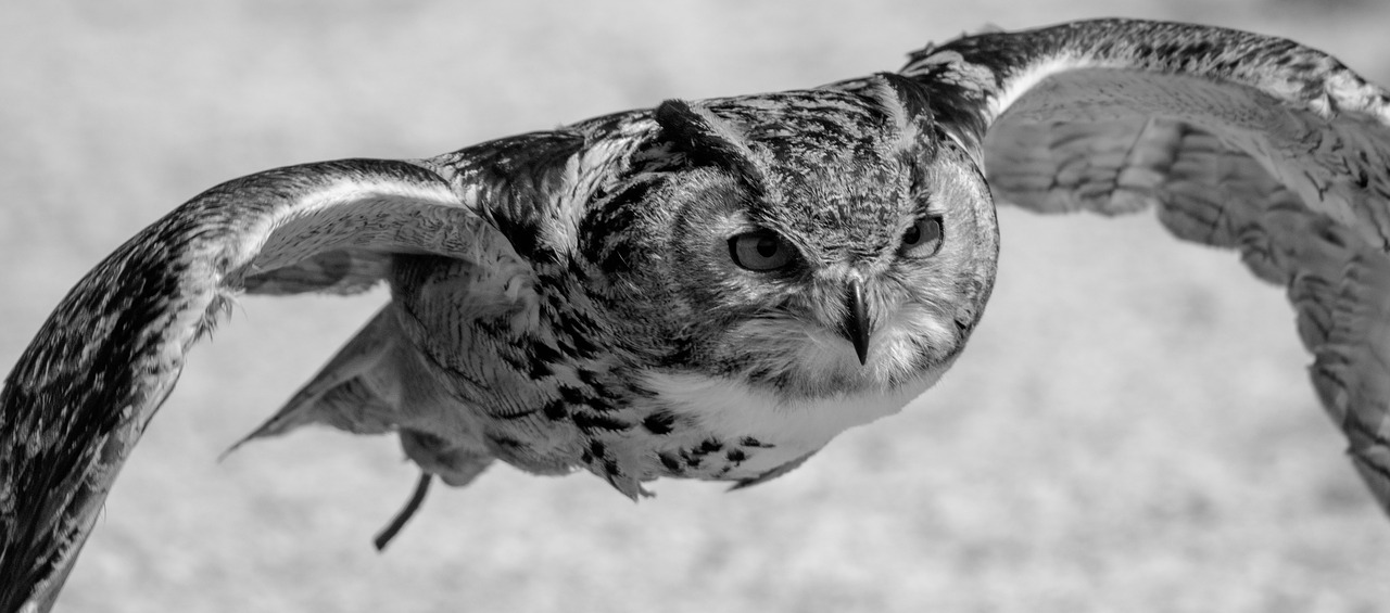 Image - eurasian eagle owl flying owl