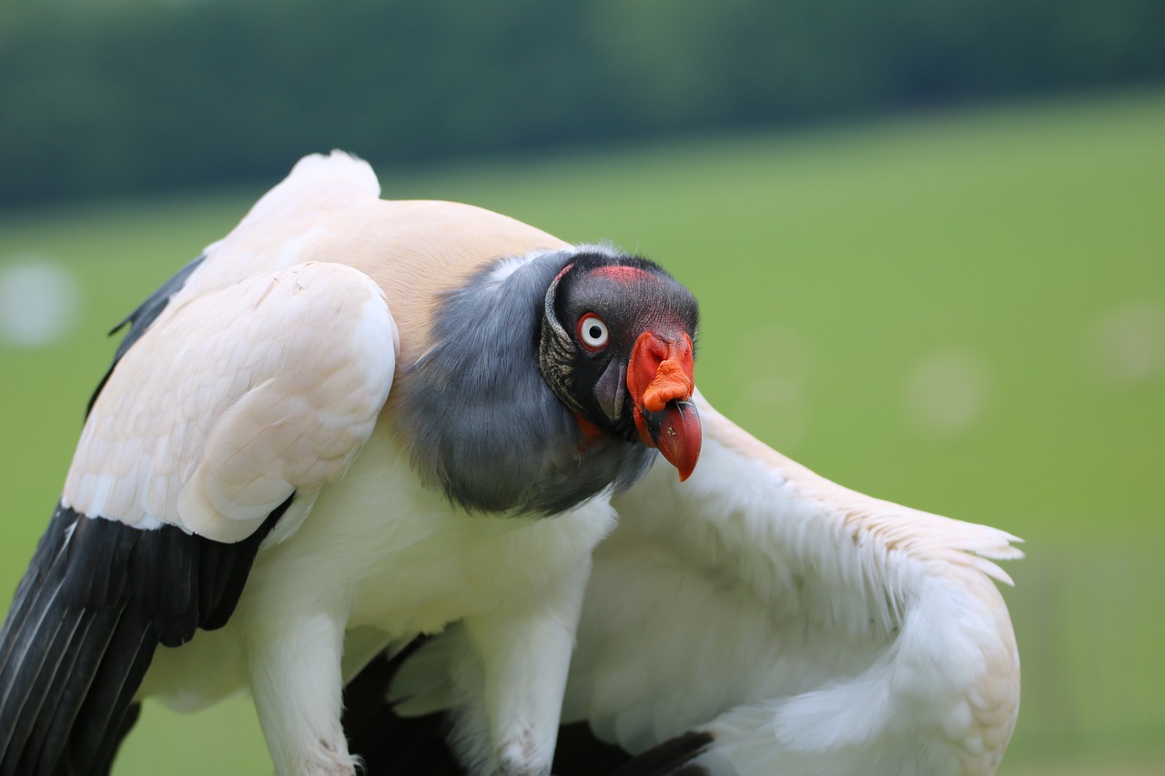 Image - king vulture bird of prey vulture