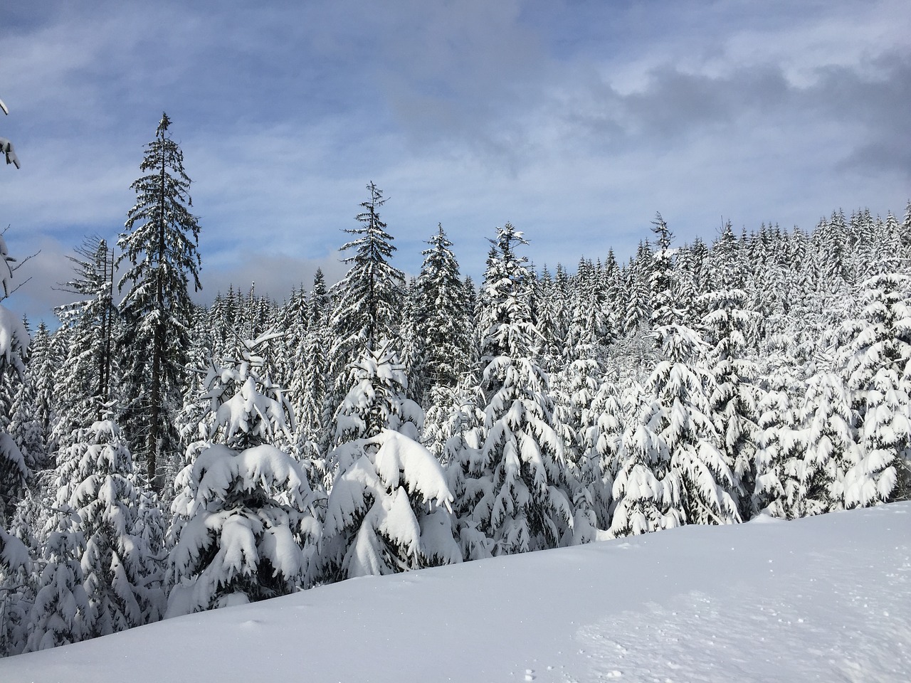 Image - winter snow wisla forest evergreen