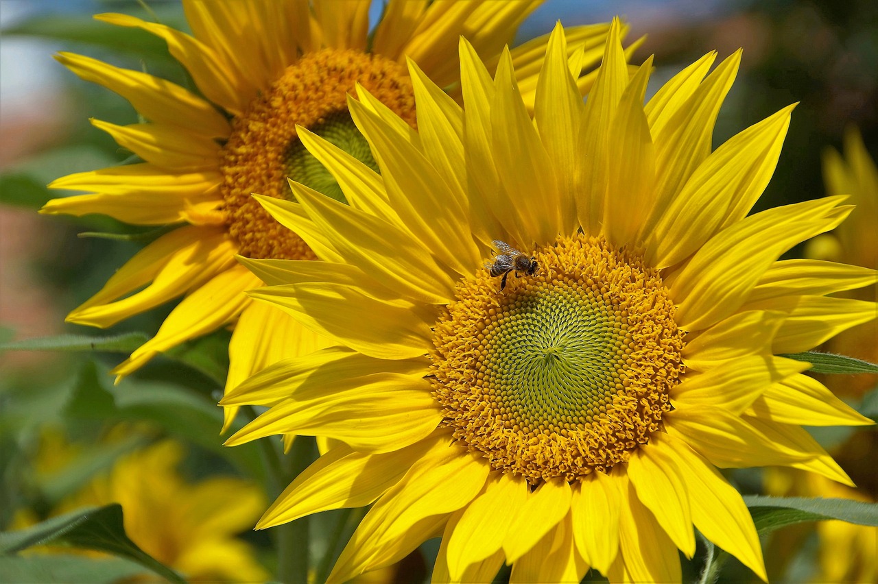 Image - sunflower yellow the shining flower