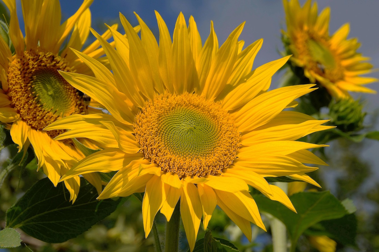 Image - sunflower yellow the shining flower