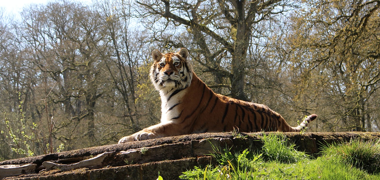 Image - big cat tiger wildlife carnivore