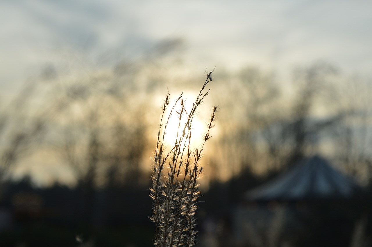 Image - sun sky sunset grass circus