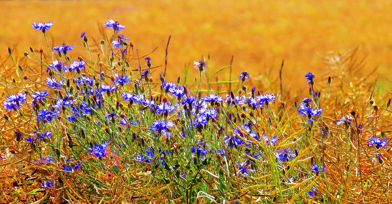 Image - cornflowers field nature summer