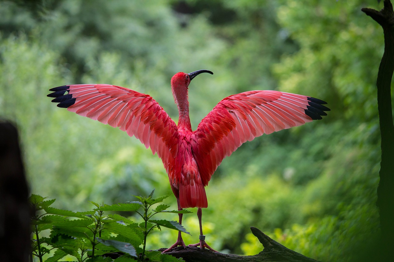 Image - ibis bird red animals nature