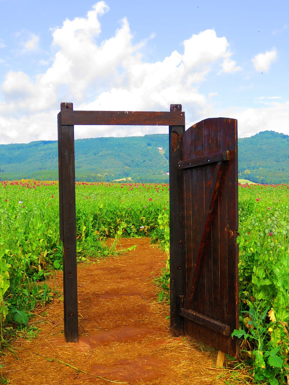 Image - door field flowers nature poppy