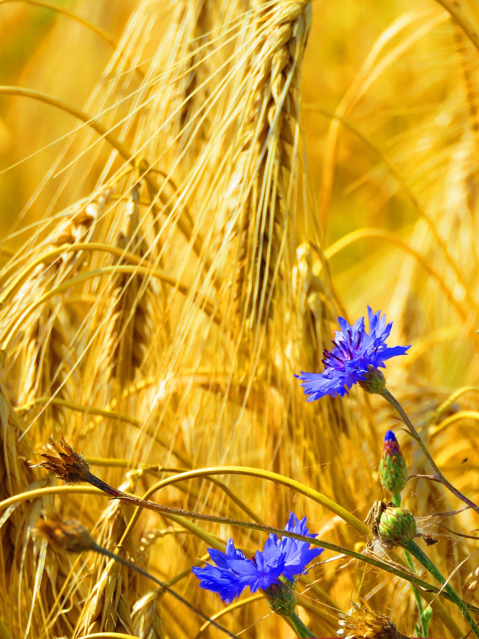 Image - cornflowers spike field cereals