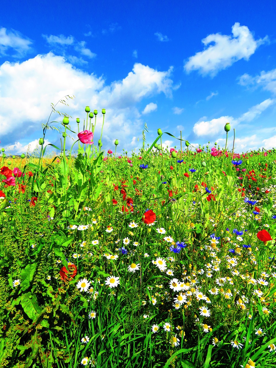 Image - meadow flowers flower meadow poppy