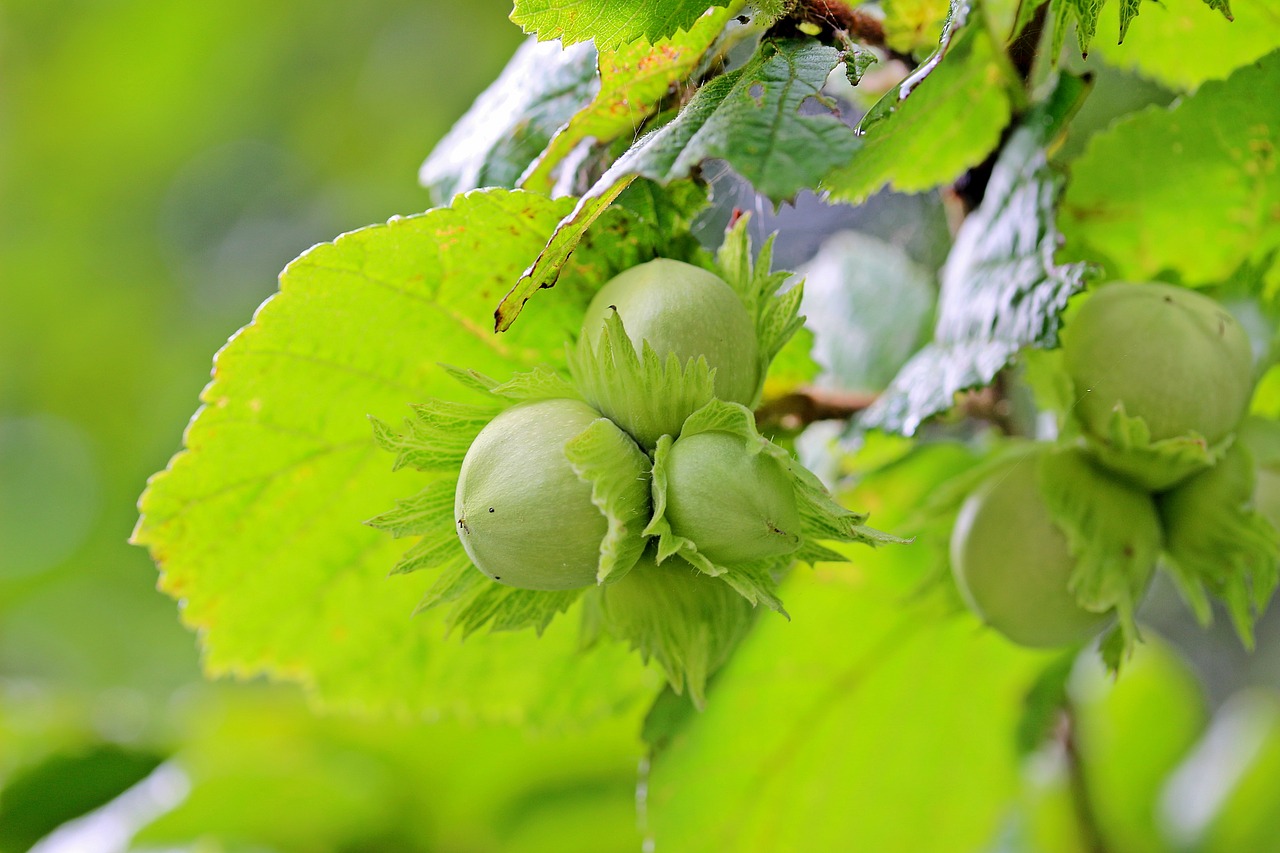 Image - hazelnuts common hazel