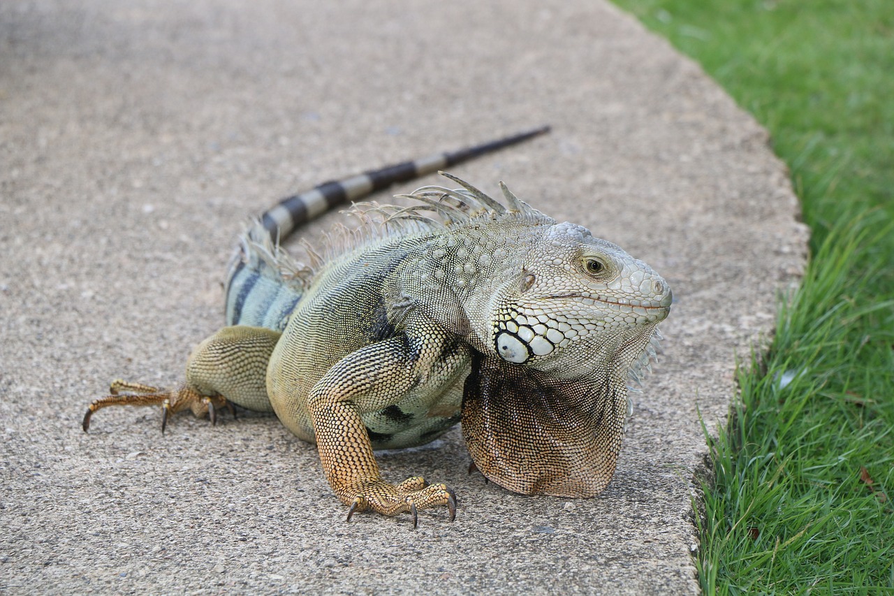 Image - iguana lizard reptile scaled hulk