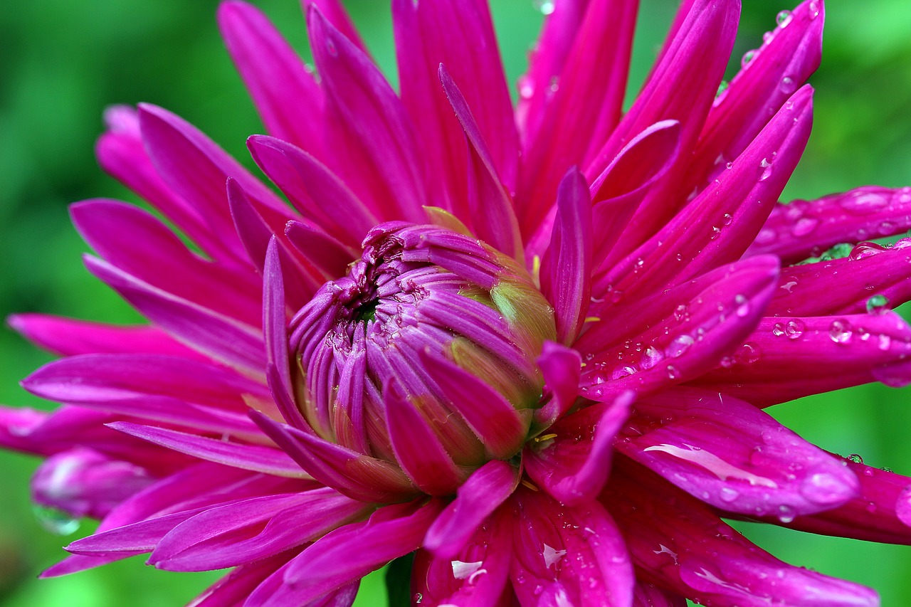 Image - dahlia flower composites