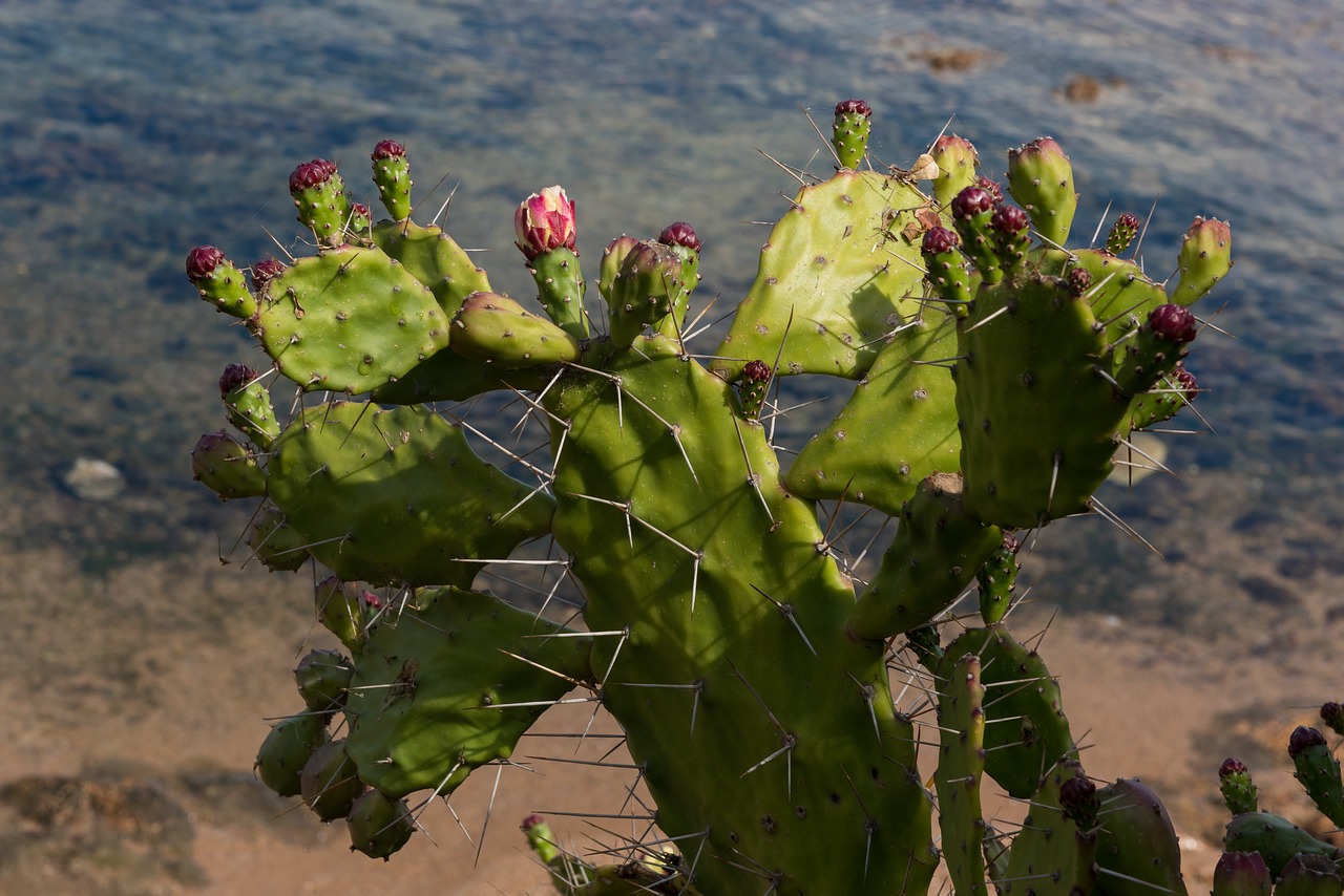 Image - prickly pear plant succulent plant