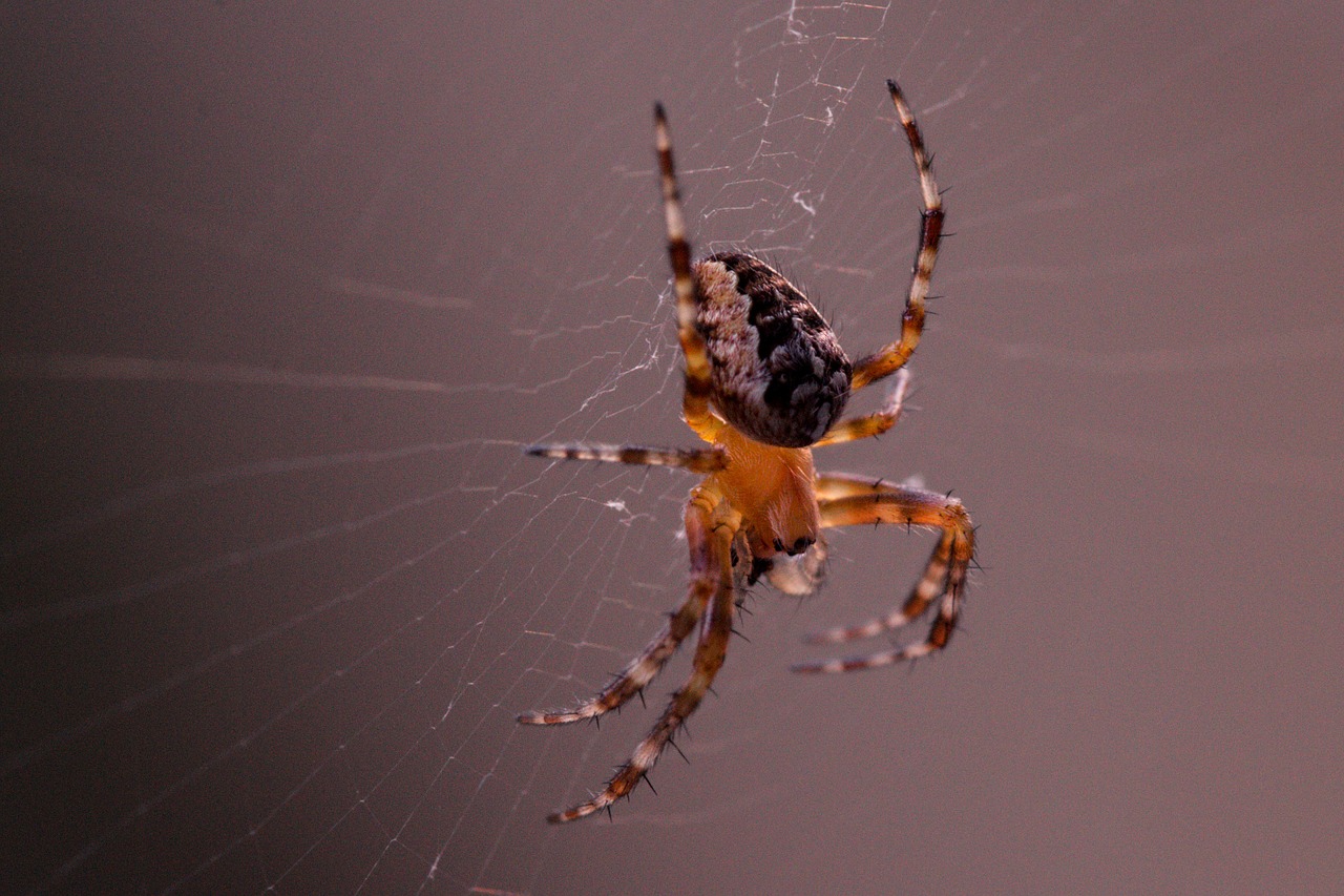 Image - garden spider araneus diadematus