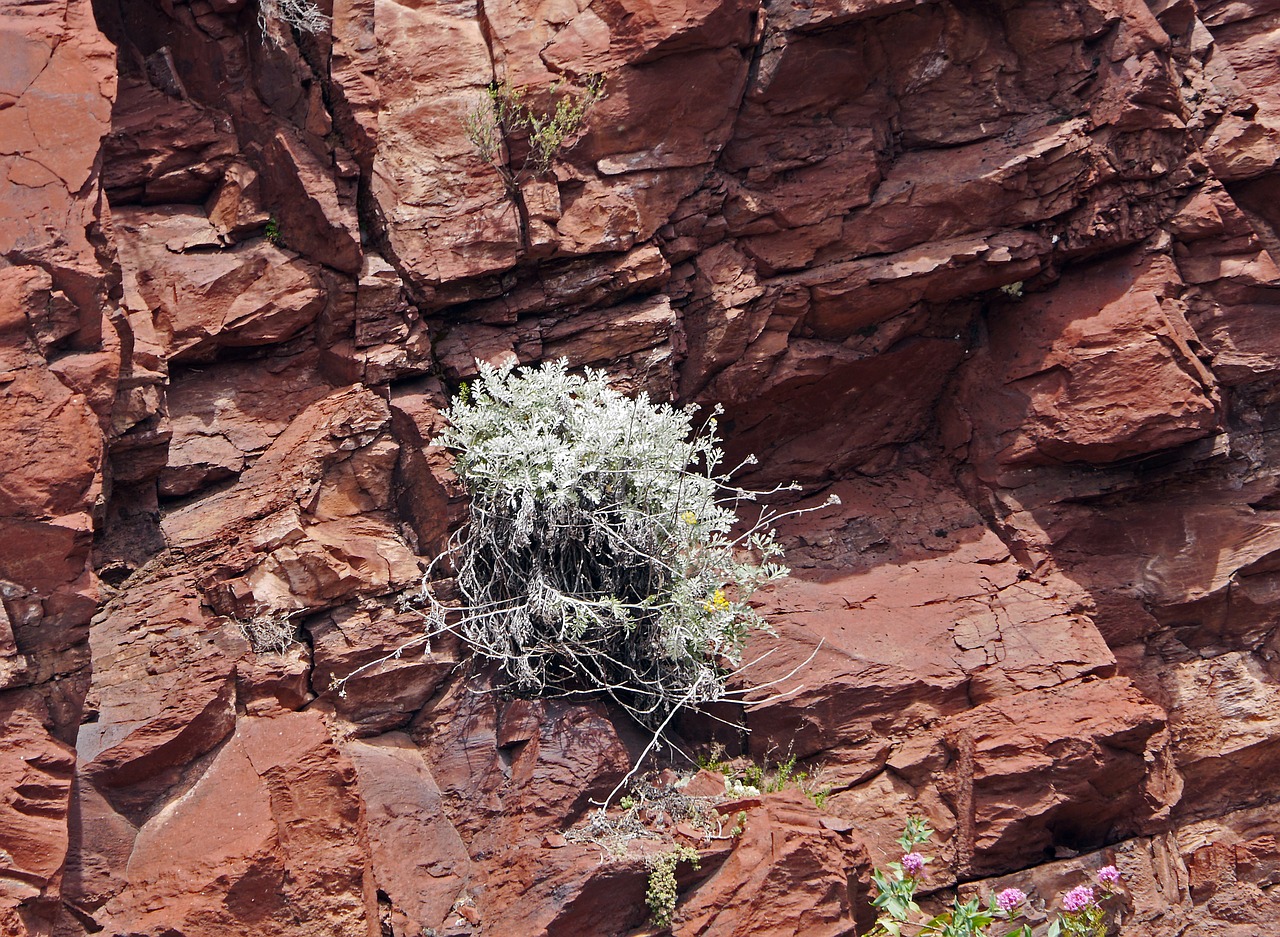 Image - red rocks plant perpendicular walls