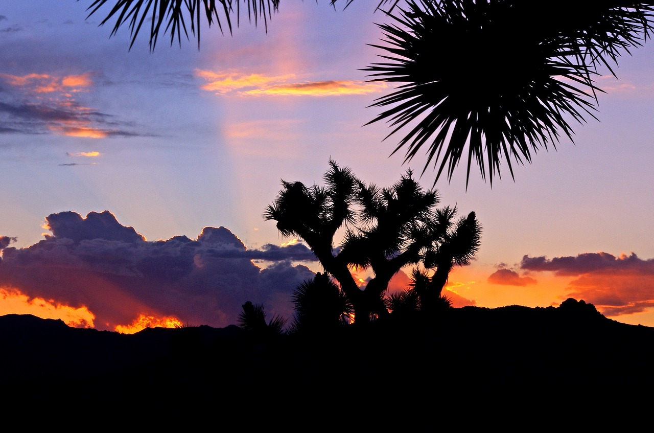 Image - joshua trees sunset landscape