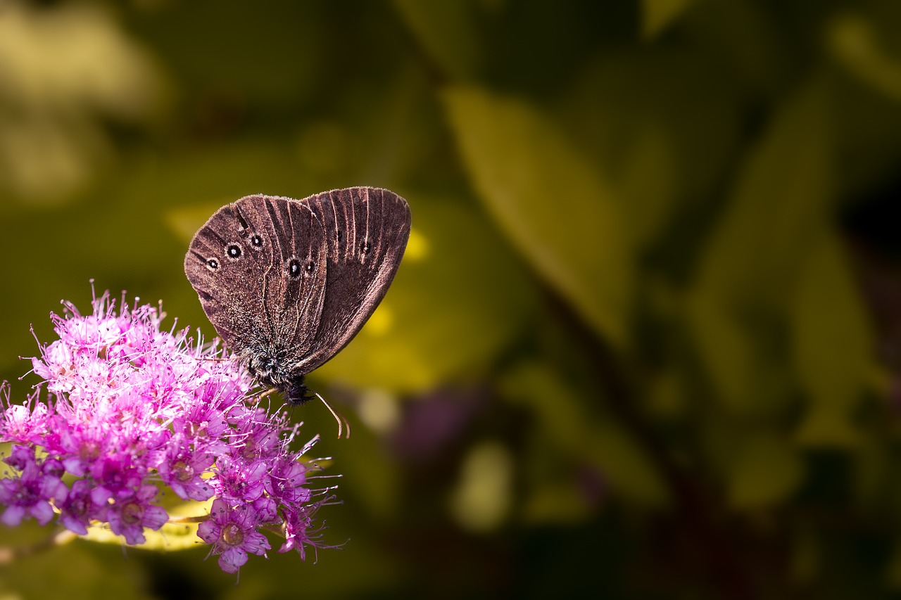 Image - butterfly chimney sweep