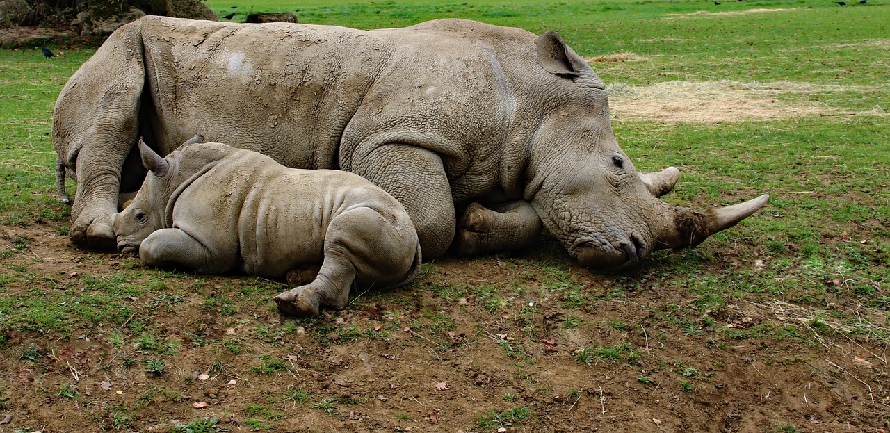 Image - mother and son rhino baby rhino