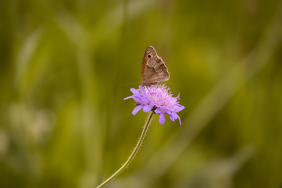 Image - butterfly insect flight insect