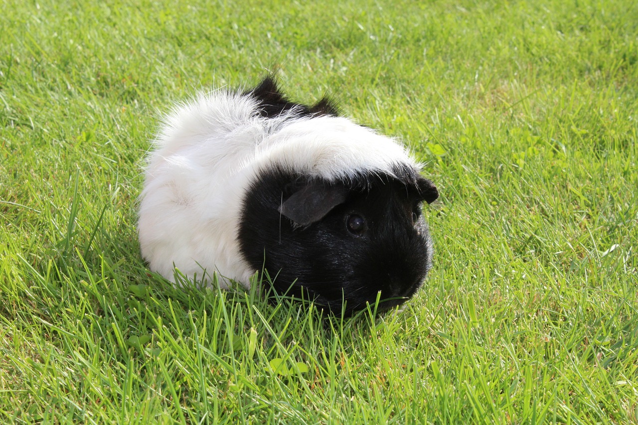 Image - guinea pig animal rosette cute