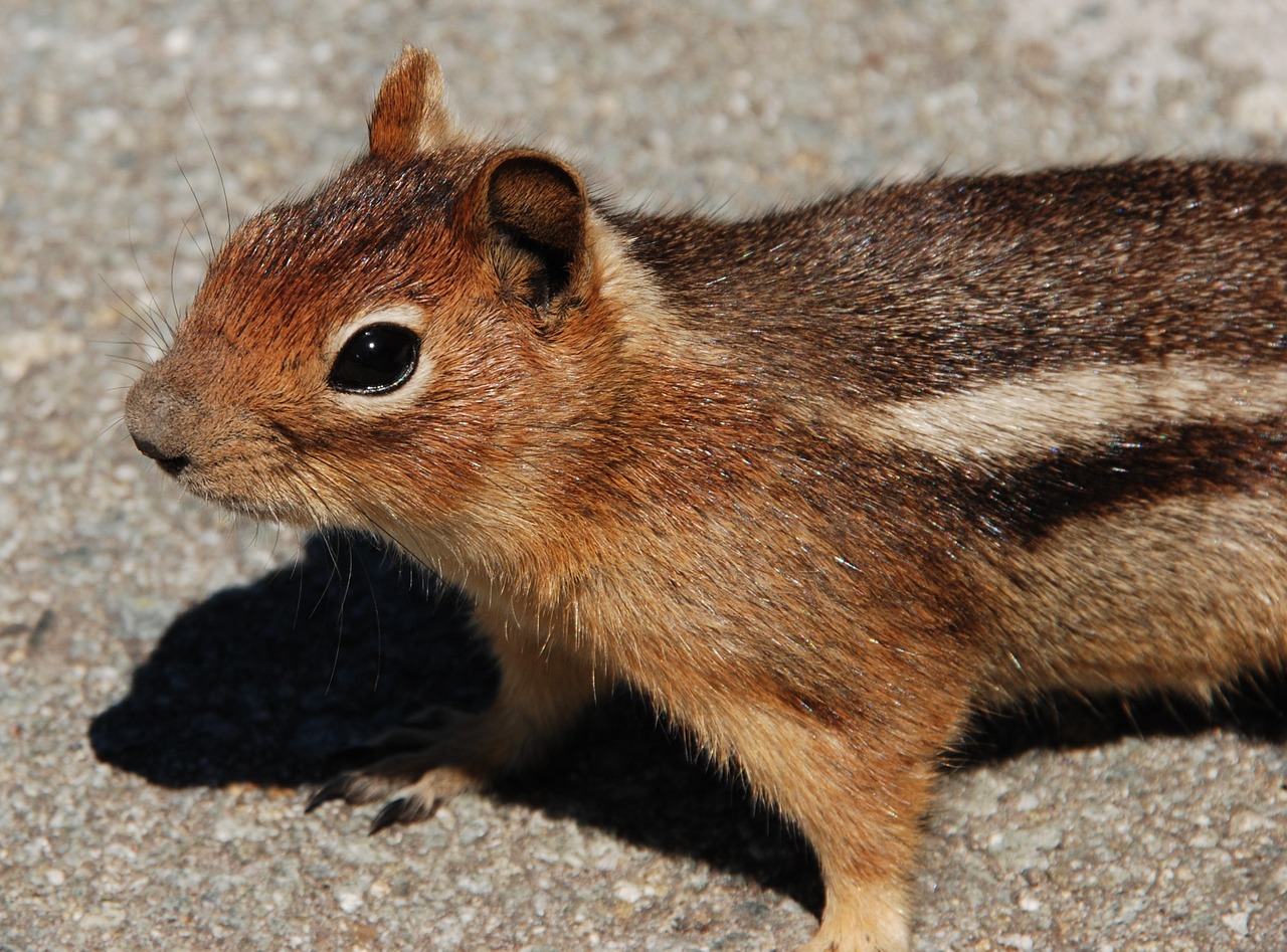 Image - squirrel fauna rodent mammal
