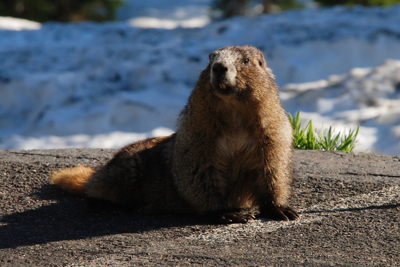 Image - marmot hoary marmot rodent mammal