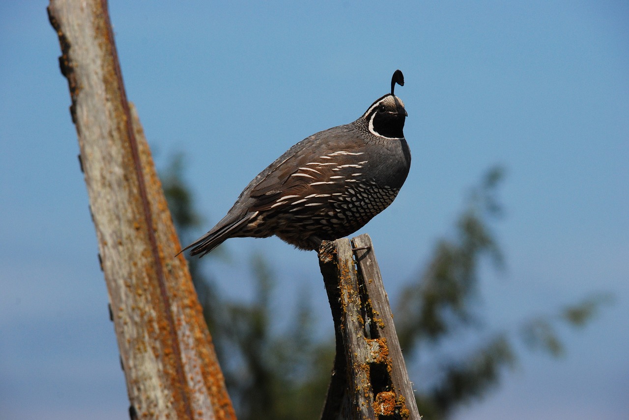 Image - quail bird pole crest