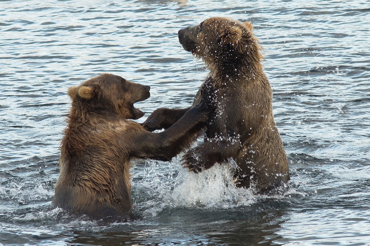 Image - kodiak brown bears water standing