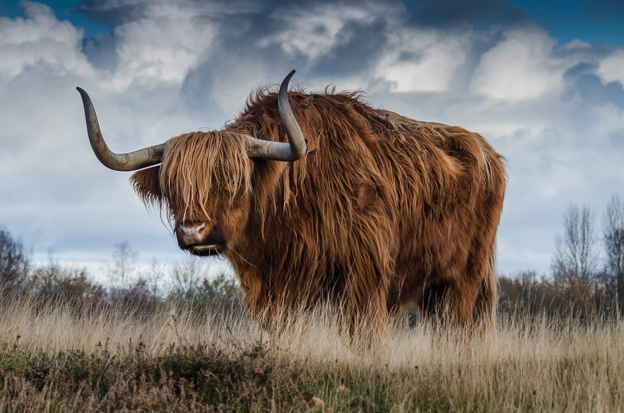 Image - bull landscape nature mammal