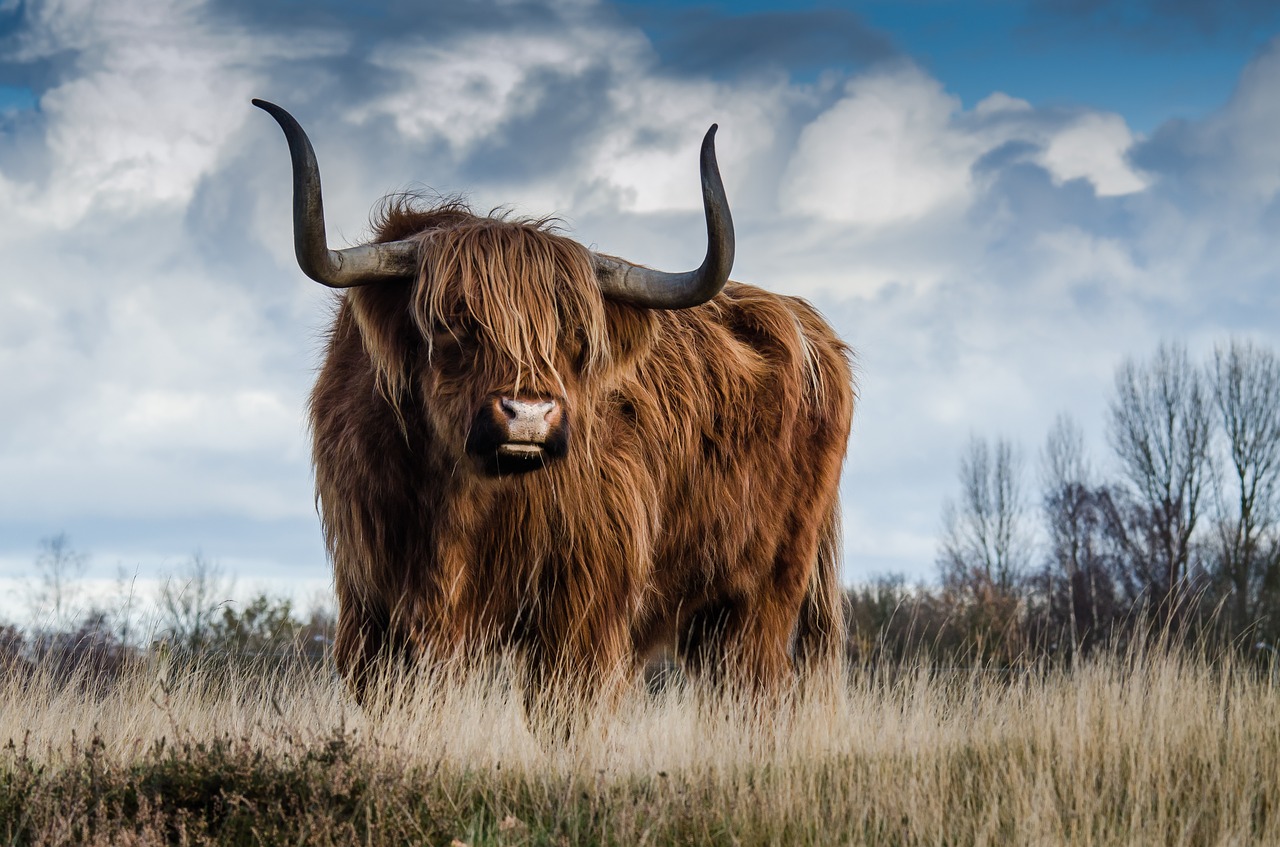 Image - bull landscape nature mammal