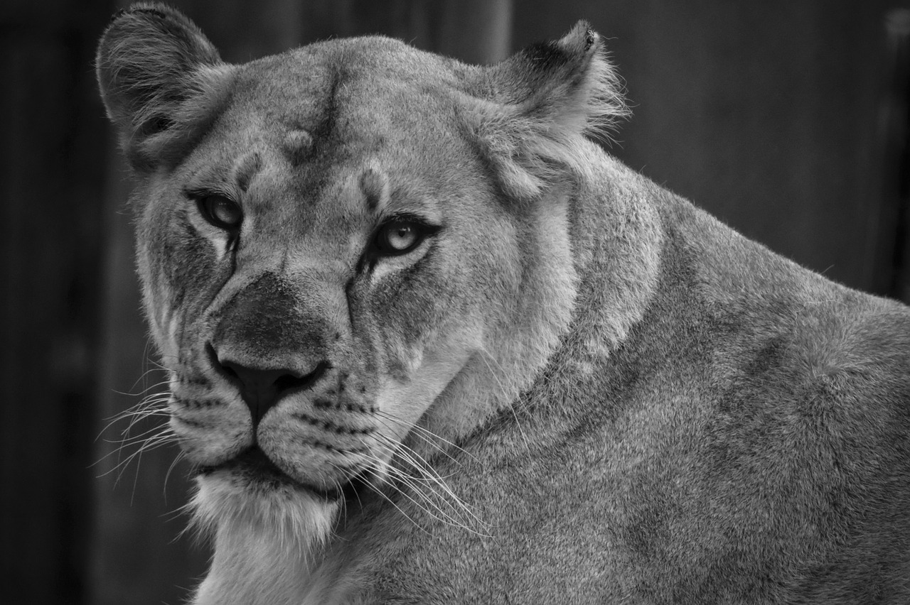 Image - lioness female lion close up