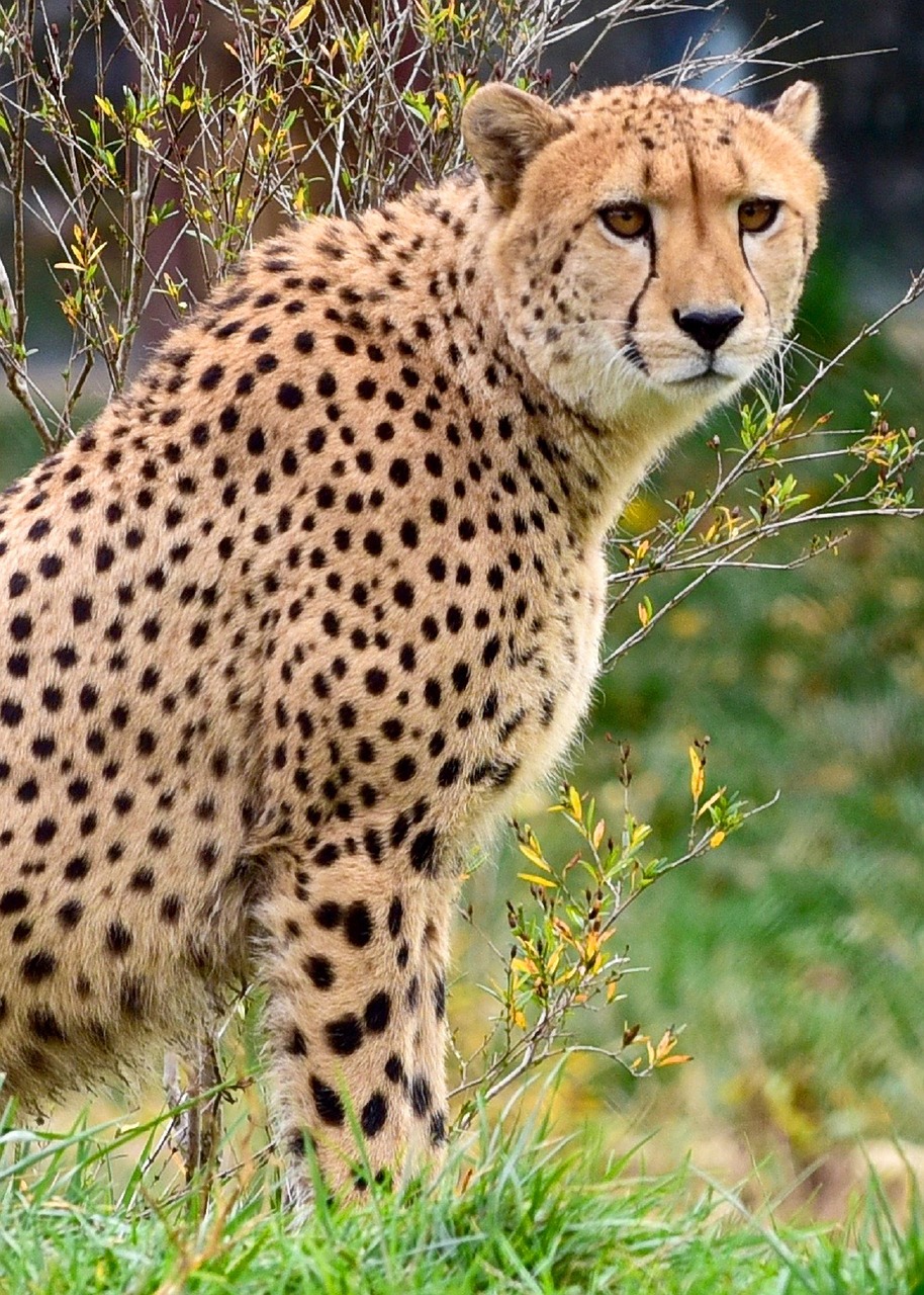 Image - cheetah sitting big cat feline zoo